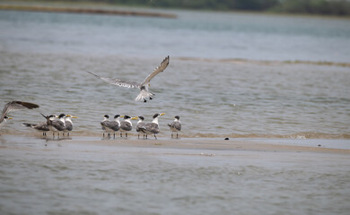 The elegant Greater crested tern and other tern species resting on a sandbar at low tide, with few taking flight. The background is soft, muted with blue water.