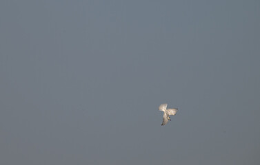 The vibrant White winged tern soars in the sky. showing its distinctive black beak and cap, light grey wings and white body. The background is clear blue sky.