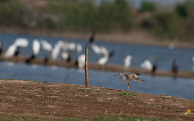 The beautiful wood sandpiper , speckled brown and white plumage and distinctive yellow legs, stands...