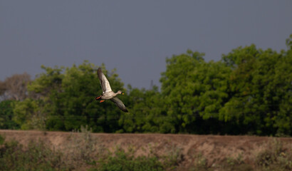 The beautiful Indian spot billed duck on mid flight, wings spread, with lush green foliage and blurred background.