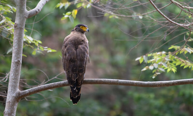 A majestic crested serpent eagle with its distinctive crest and piercing gaze, perched on a branch in its natural habitat. The background is blurred with greenish foliage.