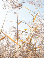 Fototapeta premium Autumn reeds, Tall Grasses Swaying Gently in the Breeze Against a Clear Blue Sky, Capturing the Essence of a Serene and Peaceful Natural Landscape, The Delicate Movement of Grasses in the Wind