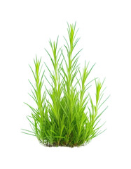 Obraz premium Growing green grass plant nature isolated on transparent background