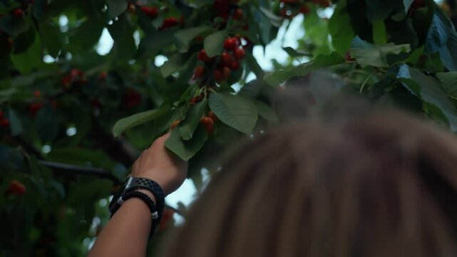 Happy laughing young woman hand pick cherries from a tree, while sitting in a tree foliage. Happy and genuine authentic smile and laughter of summertime happiness.