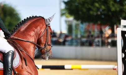 Horses Jumping horse with rider in a jumping competition, in the course.