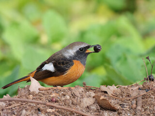 Beautiful bird Redstart bird, Daurian Redstart (Phoenicurus auroreus) standing on ground and looking for food.