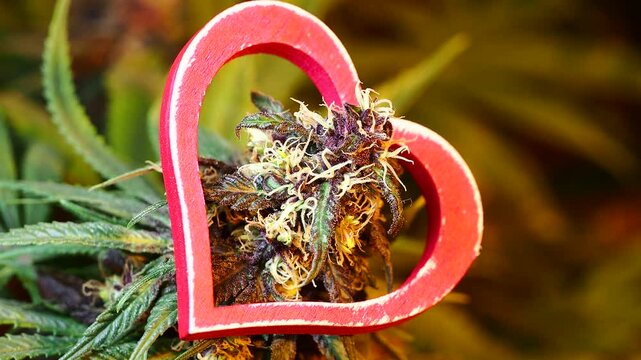 marijuana plant bud video medical cannabis farm close up