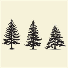 Fototapeta premium Pine Silhouette, Tree, Forest