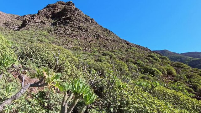 mediterrane gr&uuml;ne Pflanzenwelt in sonnendurchflutetem idyllischen Tal auf den Kanarischen Inseln - Lanzarote, Landschaft, Natur, felsig, trocken

