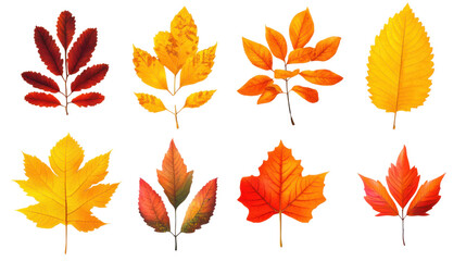 Fototapeta premium set of autumn leaves isolated on white background 
