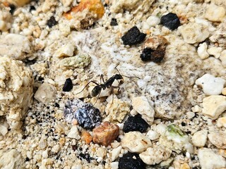 A macro shot of an ant exploring a rough terrain filled with small stones and mineral-rich sand