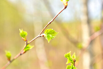 Spring. The first leaves appeared on the branches of the birch tree.