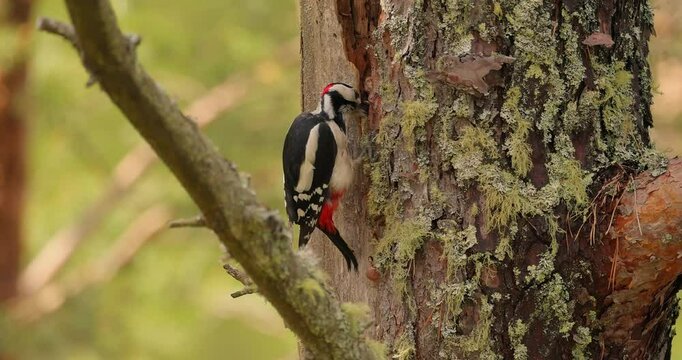 Great spotted woodpecker bird on a tree looking for food. Great spotted woodpecker (Dendrocopos major) is a medium-sized woodpecker with pied black and white plumage and a red patch on the lower belly