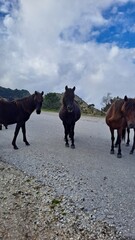 Caballos