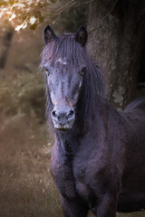 Fototapeta premium Black wild horse in the forest