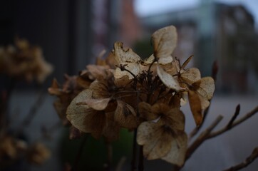 Hortensie im Herbst