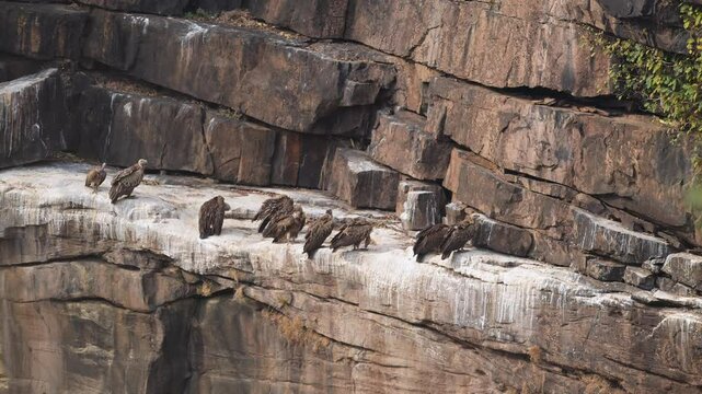 Flock of Himalayan griffon vulture or Gyps himalayensis flying landing and preening wings nesting site perched edge of cliff in winter season safari at panna national park forest madhya pradesh india