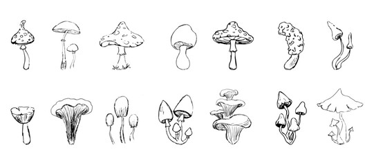 Mushroom sketch doodle drawing, fantasy forest line plant. Set botanical hand drawn mushrooms. Tattoo sign Linear.