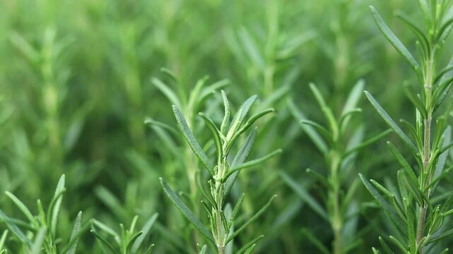 The green rosemary plant