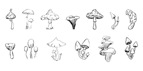 Mushroom sketch doodle drawing, fantasy forest line plant. Set botanical hand drawn mushrooms. Tattoo sign Linear.