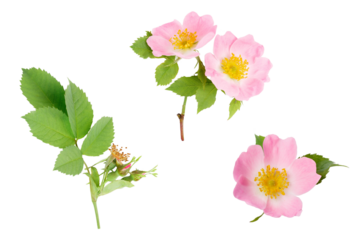 Rose hip, wild rose flowers, buds, green leaves, set isolated on white background. Herbal medicine concept, nature themed design, eco friendly branding. Minimalist wild rose, nature themed, packaging