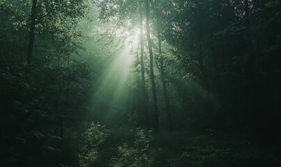 Sunlit Forest in Brussels with High Green Trees and Morning Rays Creating a Serene and Mystical Atmosphere, 