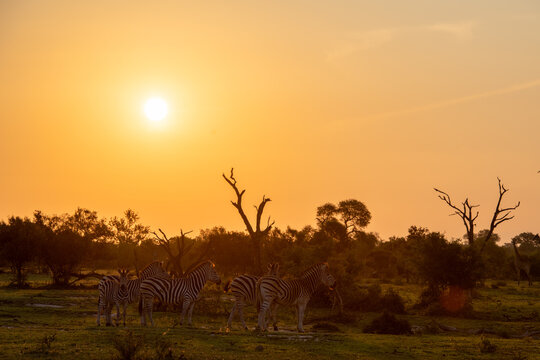 A herd of zebra, Equus quagga, grazing at sunset.