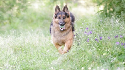 perro pastor alemán jugando en el campo, corriendo en la yerba, al aire libre, diversión, estrés, ansiedad, libertad, correr, jugar, pastor alemán, campo, pelota, dueños, campo, alimentación, salud