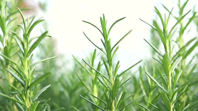 The green rosemary plant