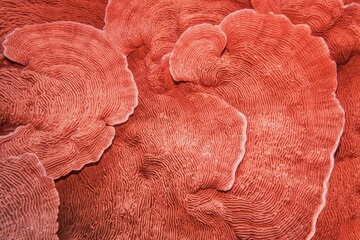 Organic texture of Elephant skin hard coral in trendy coral color as an abstract background