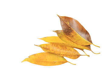 Fototapeta premium Cutout of yellow leaves with insect holes and dark spots on white background with clipping paths.