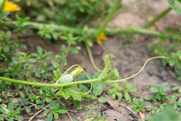 Young female pumpkin flower on the side
