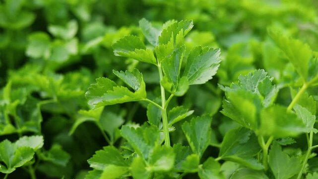 Green parsley celery plant