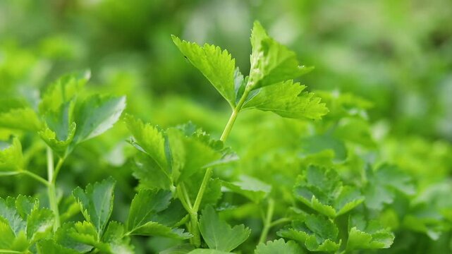 Green parsley celery plant