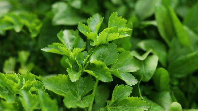 Green parsley celery plant