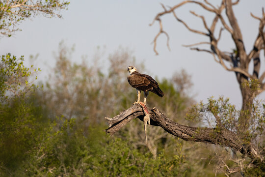 A martial eagle, Polemaetus bellicosus, in a tree with a dead water monitor lizard, Varanus salvator.