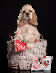 American cocker spaniel puppy 