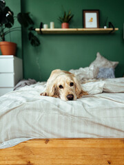 Cute Cocker Spaniel curled up on a comfy bed, basking in soft natural light. Cozy home vibes and pet relaxation.