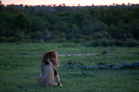 A male lion, Panthera leo, head turned sideways sitting in grass at dusk.