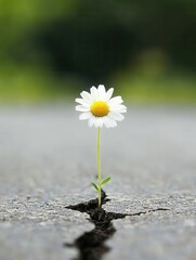 Naklejka premium Resilient flower growing through asphalt crack urban environment nature photography macro viewpoint hope concept