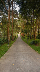 Obraz premium Beautiful tree-lined concrete pathway