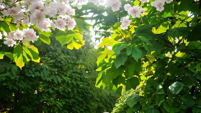Beautiful blooming cherry blossoms in a sunlight-filled garden with vibrant green leaves.