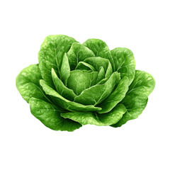 Obraz premium A vibrant green lettuce head with layered leaves, showcasing its fresh and healthy appearance.