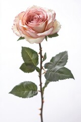 Fototapeta premium Simply stunning pink petals on a delicate stem.