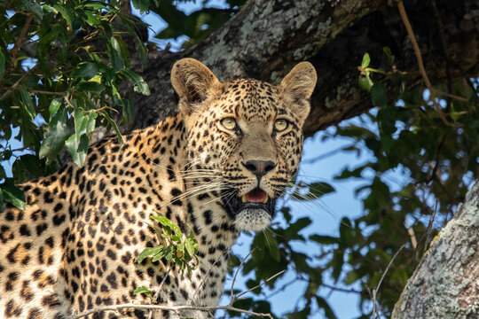 A close-up portrait of a male leopard, Panthera pardus.