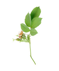 Fototapeta premium Rosehip branch with cute pink buds and fruit isolated on white background. Minimalist wild rose, for minimalist designs, nature-themed projects, packaging concepts highlighting elegance and purity.