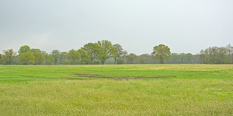 Landscape with  farm fields and forest in spring under a dark cloudy sky near Turnhout, Flanders, Belgium 