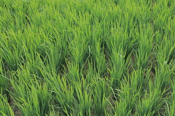 green rice field