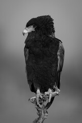 Mono bateleur on branch in golden hour
