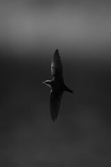 Mono wire-tailed swallow crosses river wings vertical